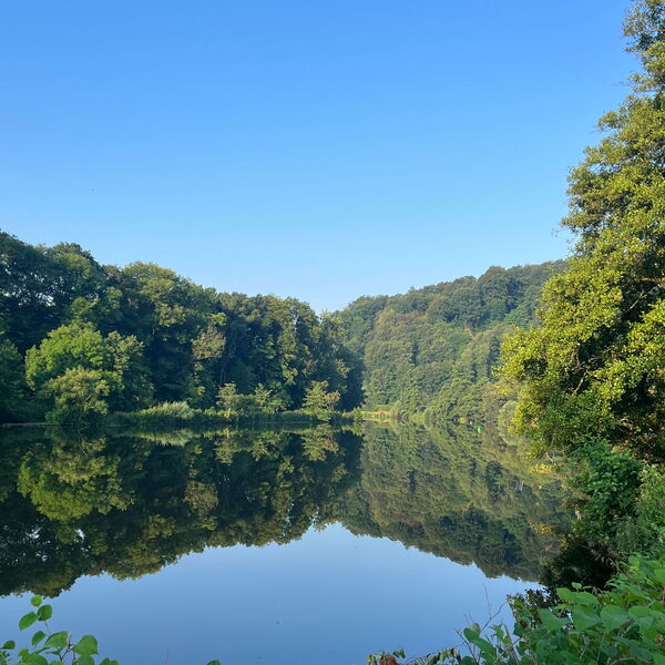Blick auf ein Gewässer mit Bäumen am Rand, blauer Himmel und spiegelender Wasseroberfläche.